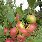 Episode 13 - The History of Lady Apples