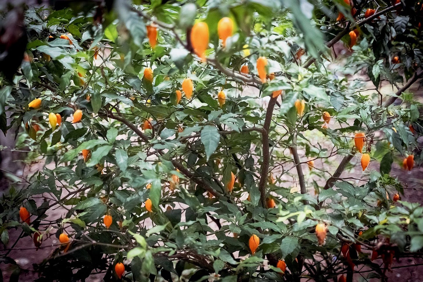 Iboga - the sacred tree — Bwiti Initiations