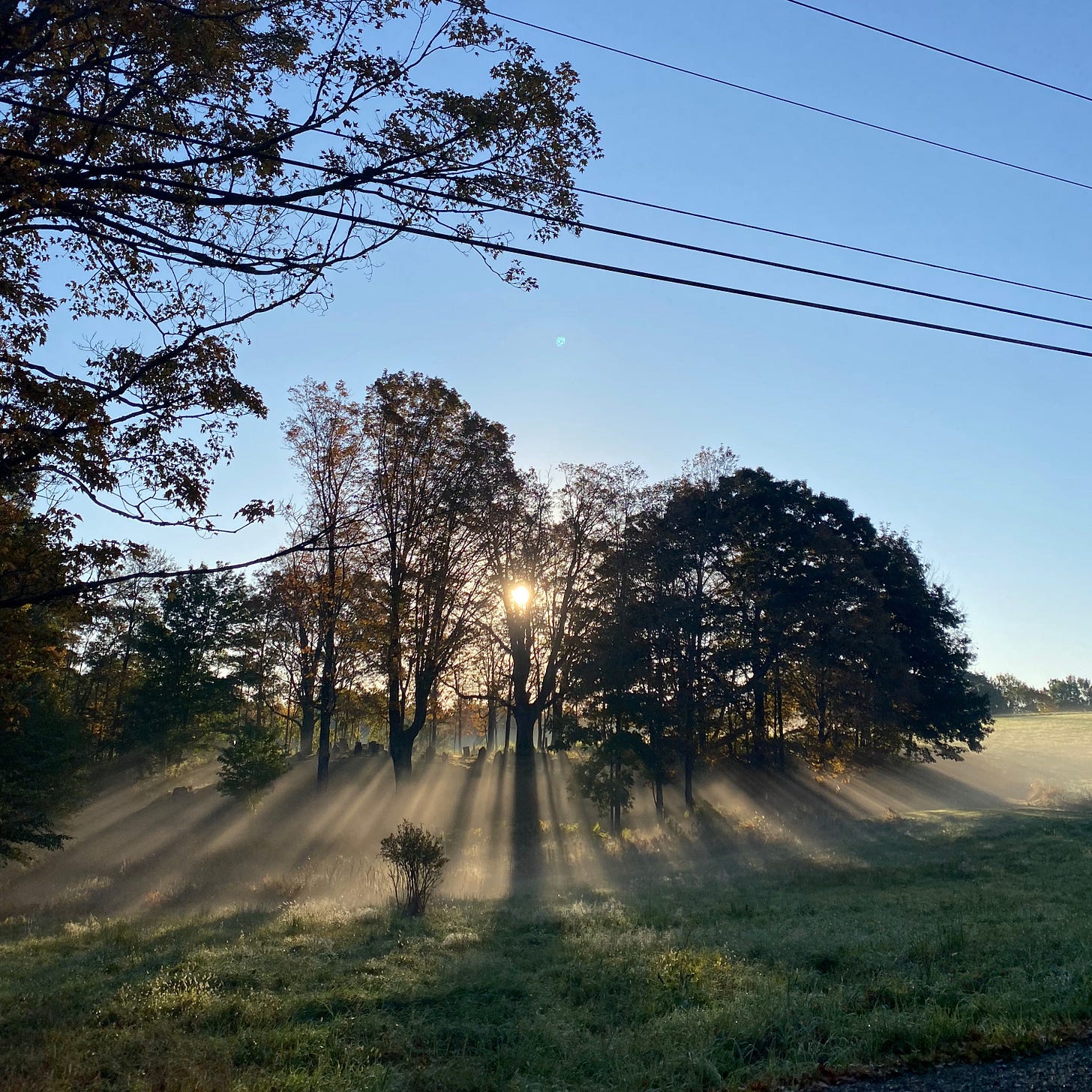 The bright sun behind a stand of dark trees. The pasture in front of the trees is misty and pale; the long dark tree shadows stripe eerily across the mist, gently backlit by the sun.