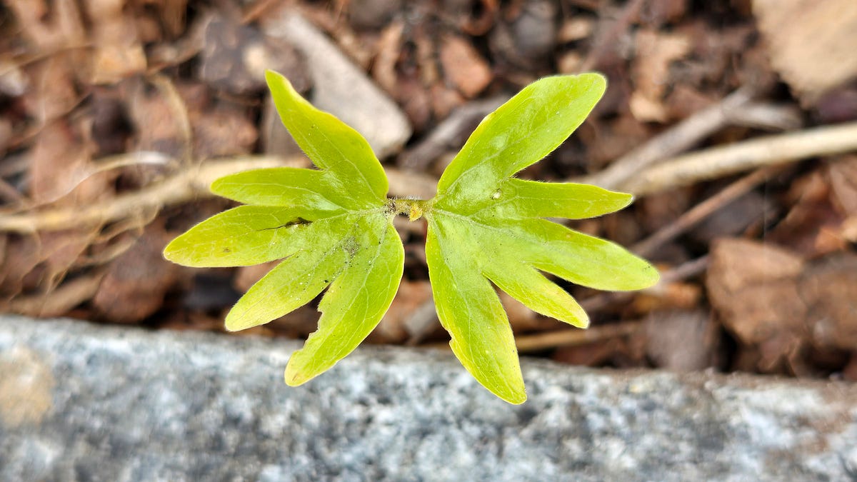 Cute Cotyledons - Jess's Plant Domain