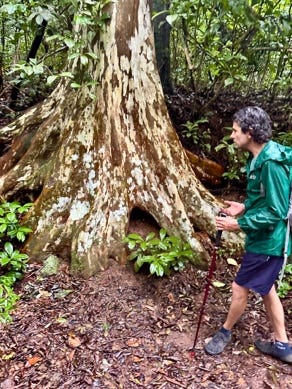 A person walking next to a tree

AI-generated content may be incorrect.