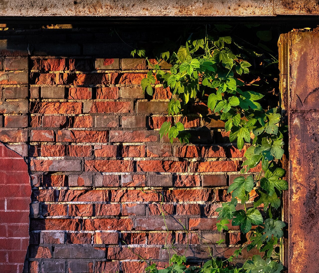 Photo: Radomianin / Wikimedia Commons (CC BY-SA 4.0) Climbing plant Humulus lupulus on the outer wall of a former factory hall of the Ursus tractor factory in Warsaw . The weathered brick wall and the rusty gate fragment are remnants of the site's industrial past. At the time of the photograph, most of