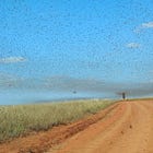 Demonic Locusts and the Gun Lobby