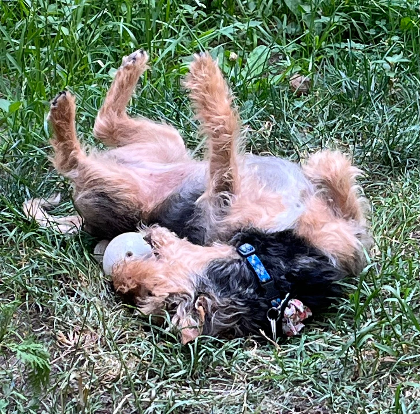 A tan and black terrier rolls on her back on a field of grass while holding a large white ball in her mouth