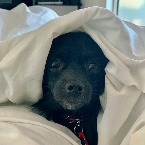 a chihuahua is featured in many photos