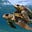 Crypto Turtle's avatar
