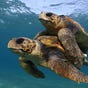 Crypto Turtle's avatar