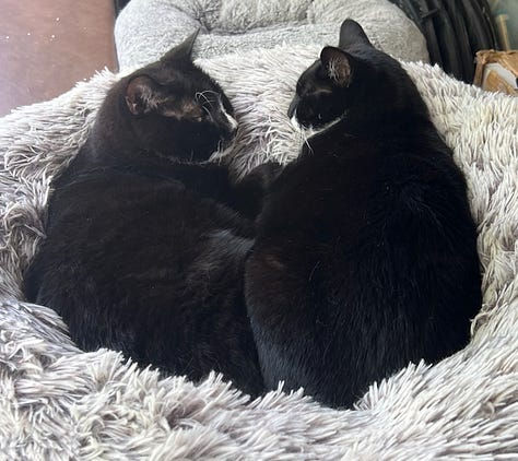Cats!
