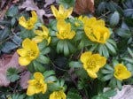 winter aconite