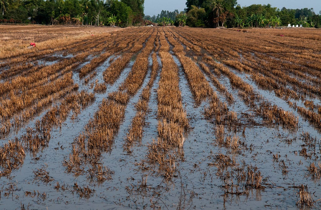 The Mekong Delta is set to face more extreme weather condi… | Flickr