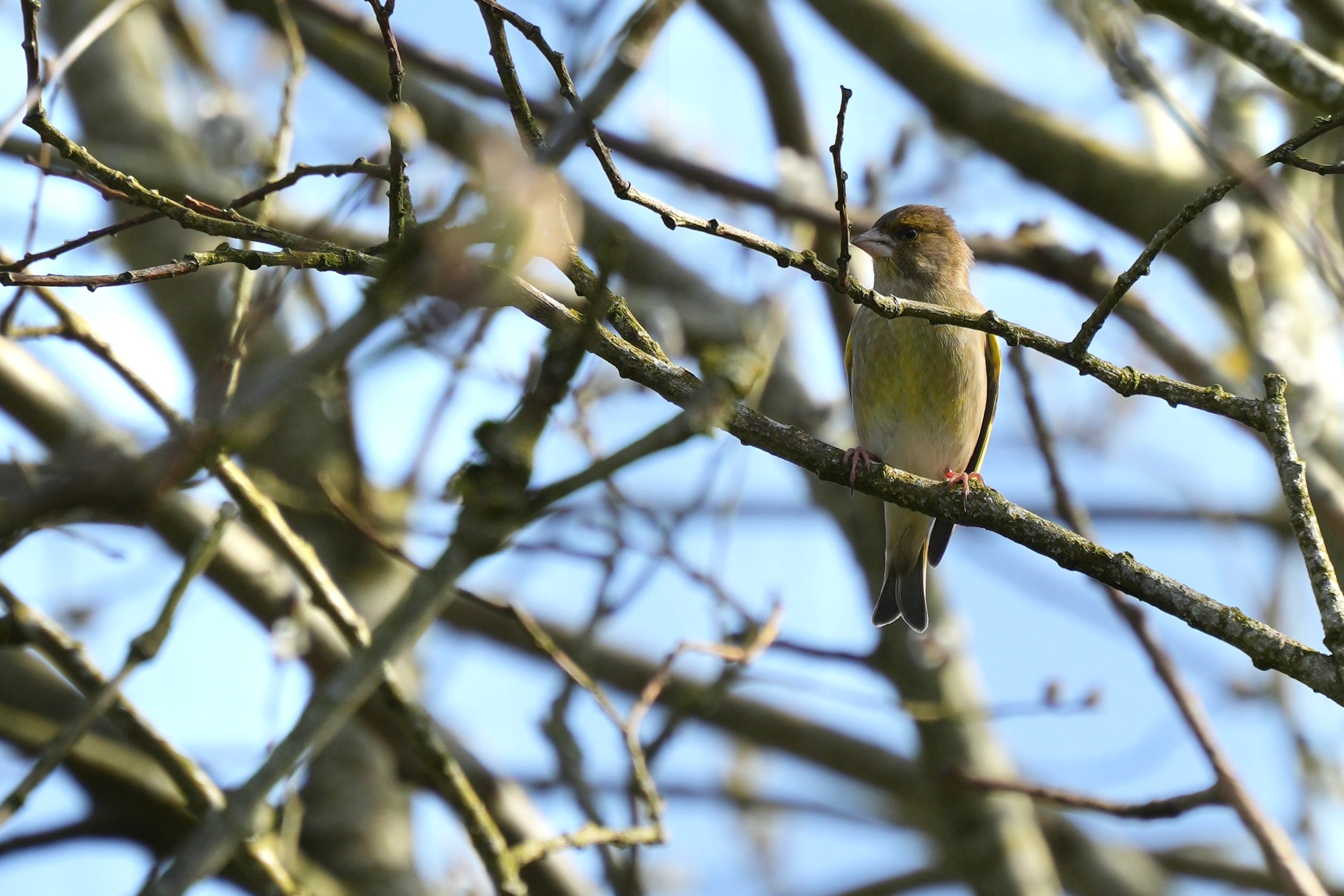 Greenfinch (Chloris chloris) Greenfinch (Chloris chloris)