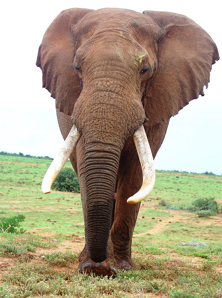 Valli Moosa, the biggest elephant Valli Moosa, the biggest elephant