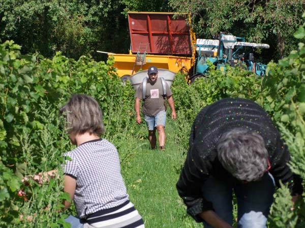 1CRB_harvest_sauvignon_laurent_ready