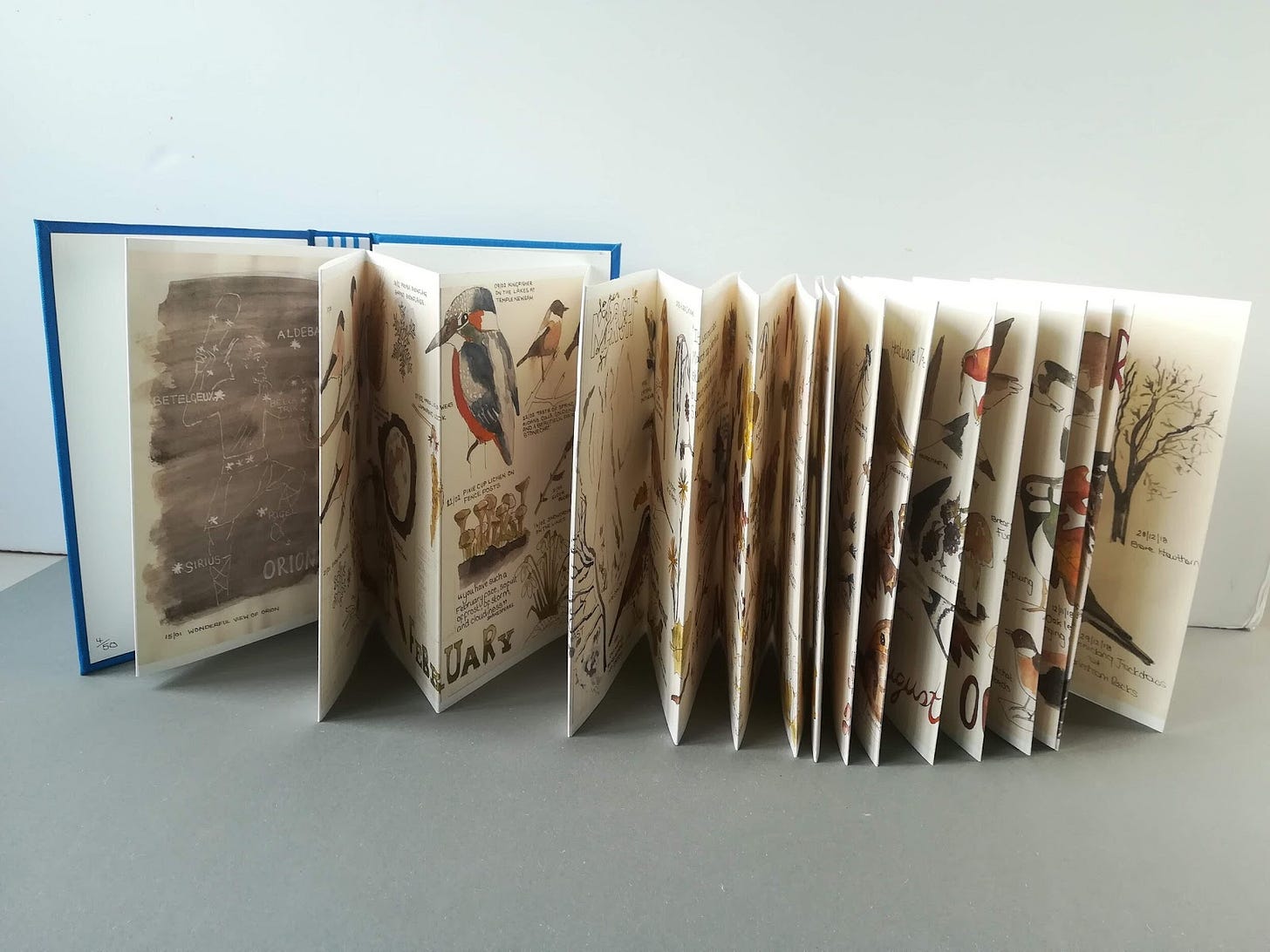 Purchase a concertina bound copy of Angela’s beautiful 2018 nature journal in her Etsy store.