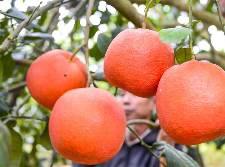 red pomelo vietnam