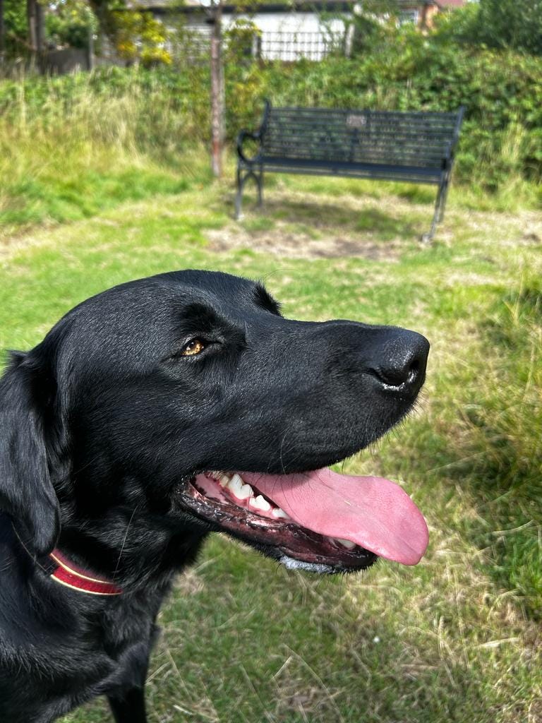 Guide dog Vinny in front of a bench. He is a black Labrador - Golden Retriever Mix with golden eyes