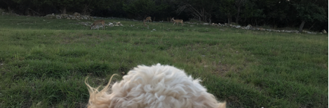 A close up of a dog's head
AI-generated content may be incorrect. A close up of a dog's head
AI-generated content may be incorrect.