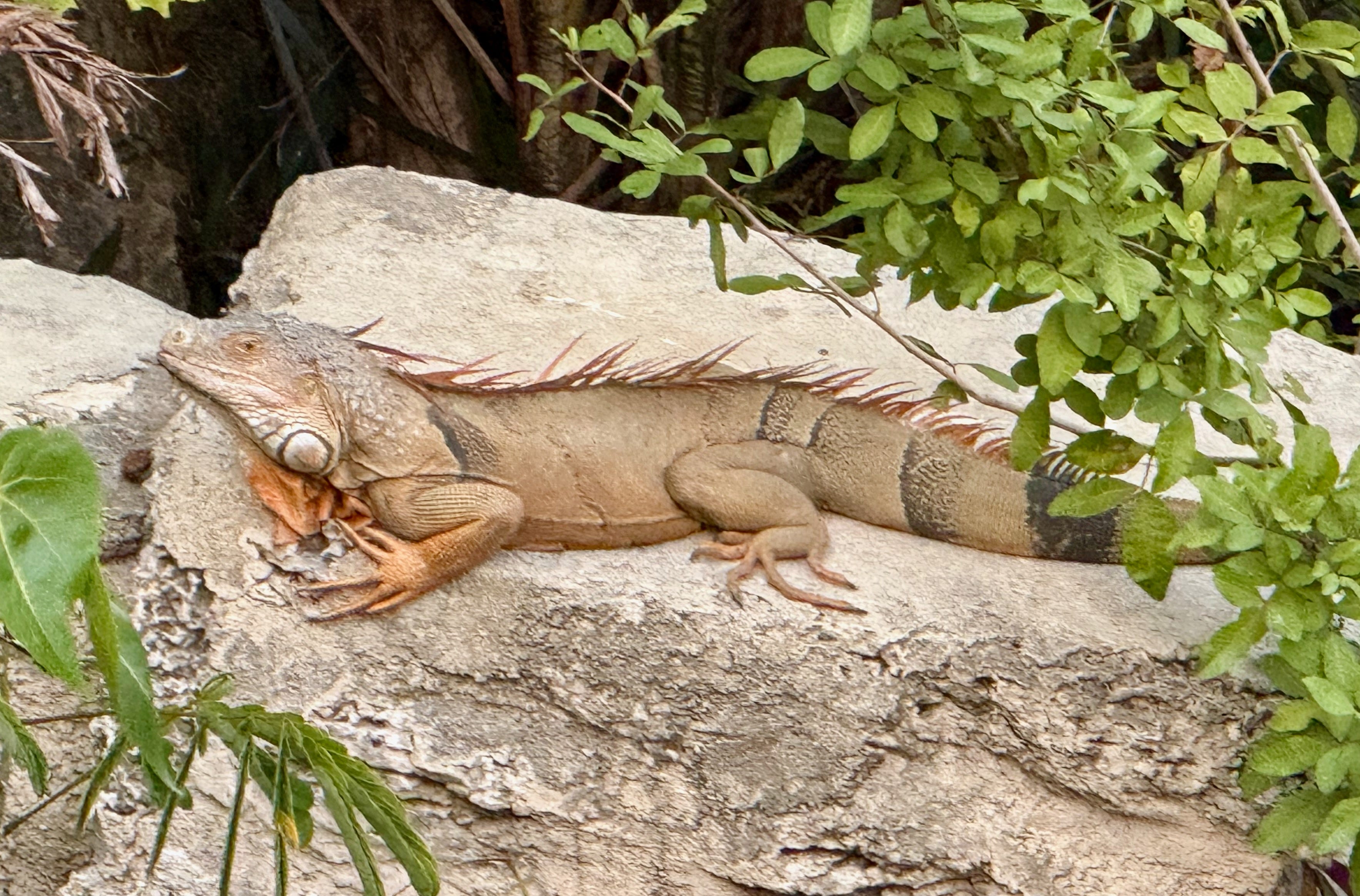 The Looming Lizard Crisis - Dave Barry's Substack
