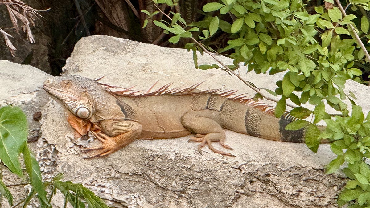 The Looming Lizard Crisis - Dave Barry's Substack