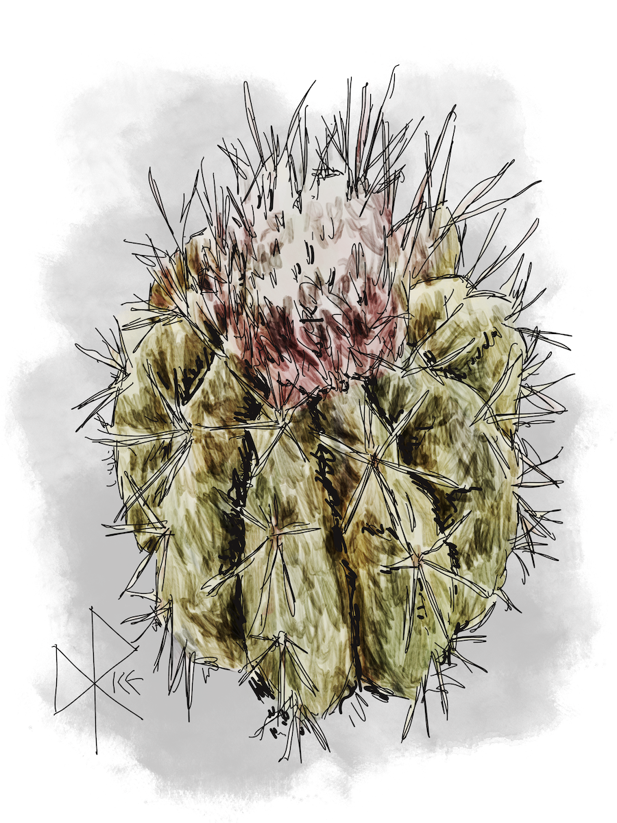 A small cactus. Sketch art by Don Rice. A small cactus. Sketch art by Don Rice.