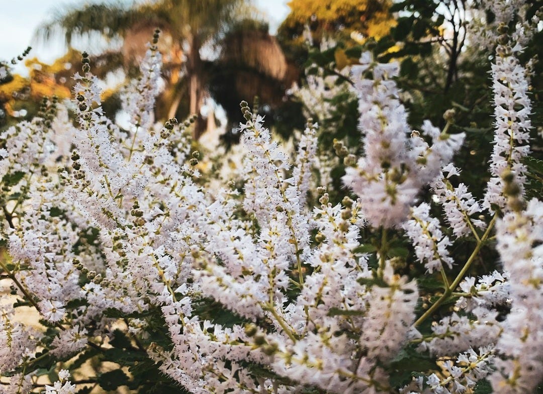 myrrh flowers