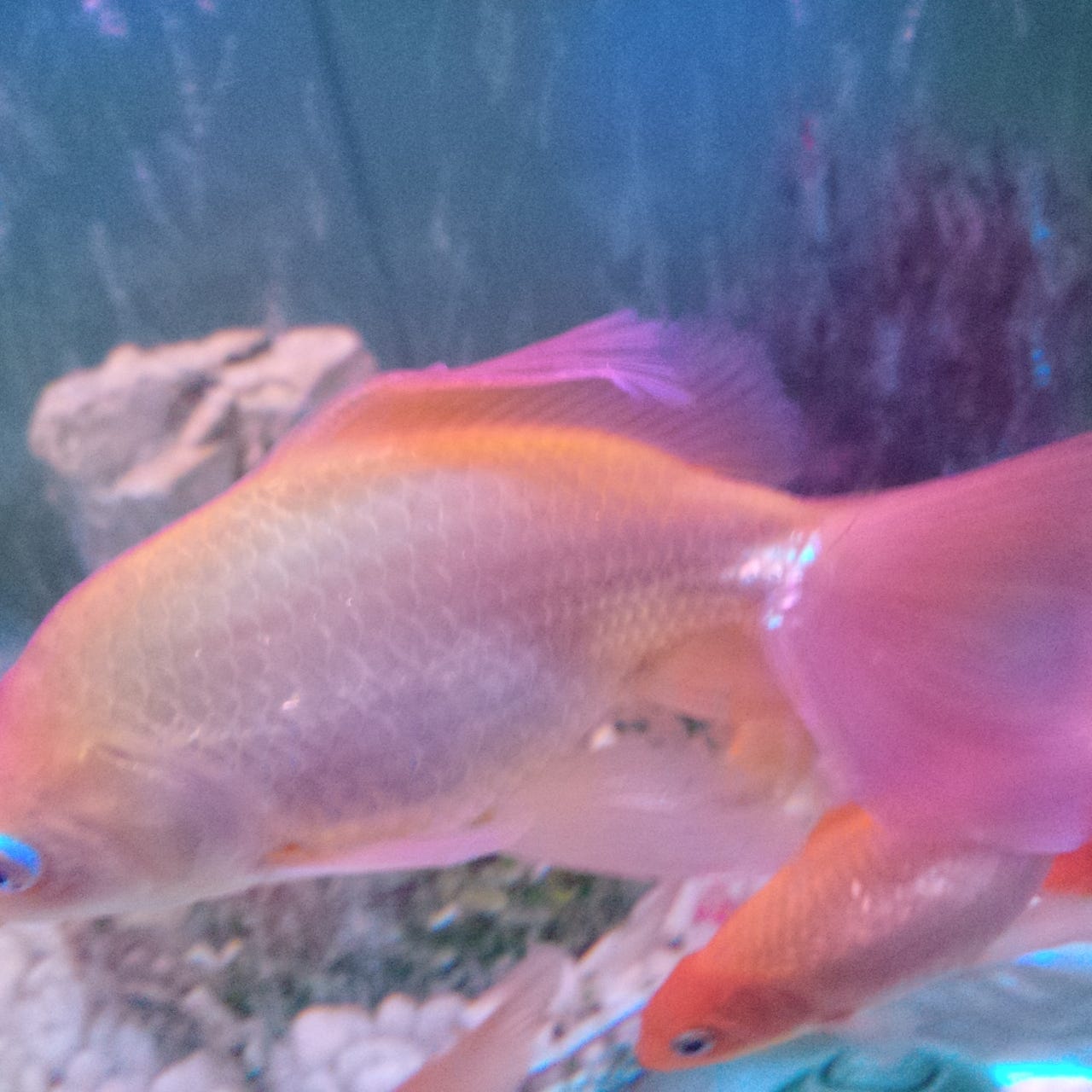 dreams about mangoes