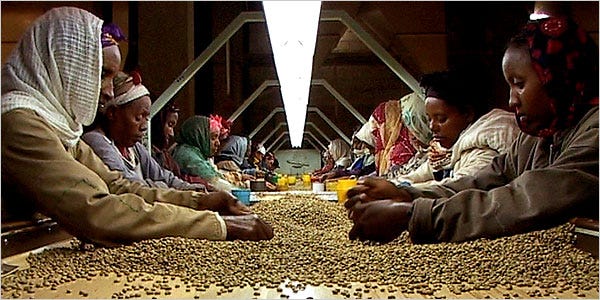 coffeepickersinethiopia coffeepickersinethiopia