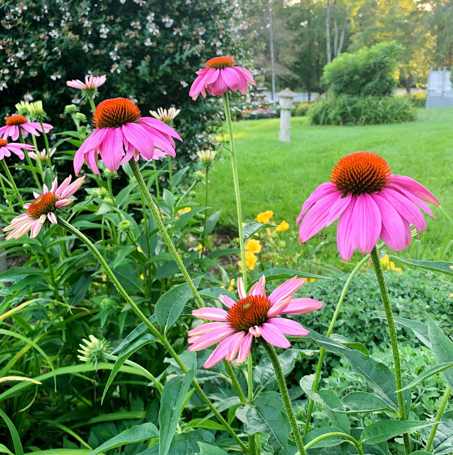 Annandale, Virginia  |  June 2021