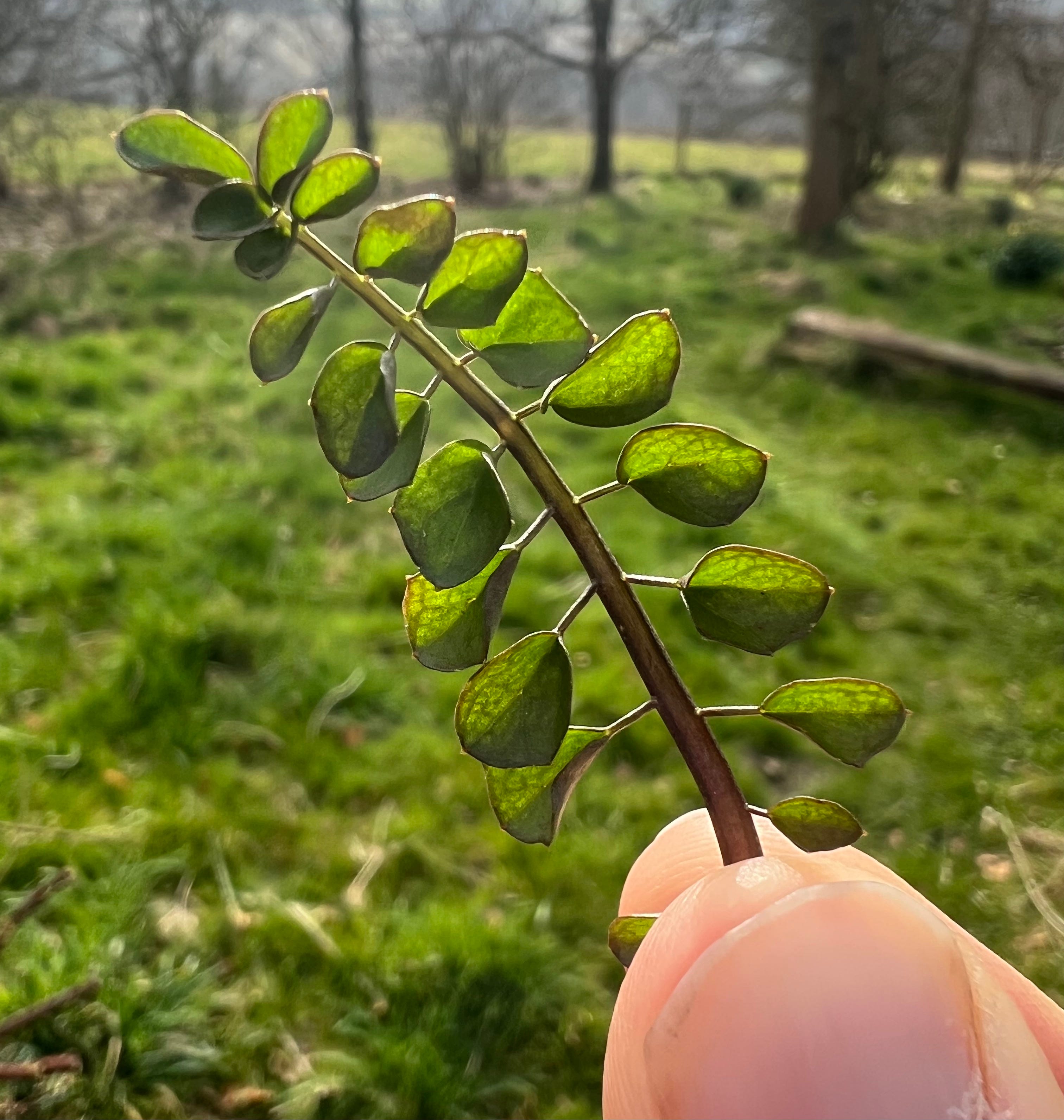 Cardamine Pratensis Edible