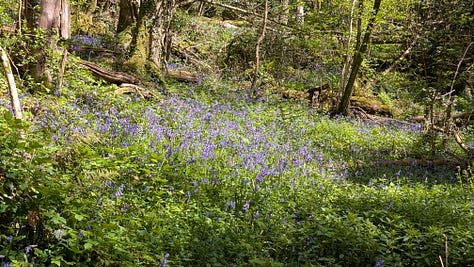 A shady woodland in spring with bluebells and orchids