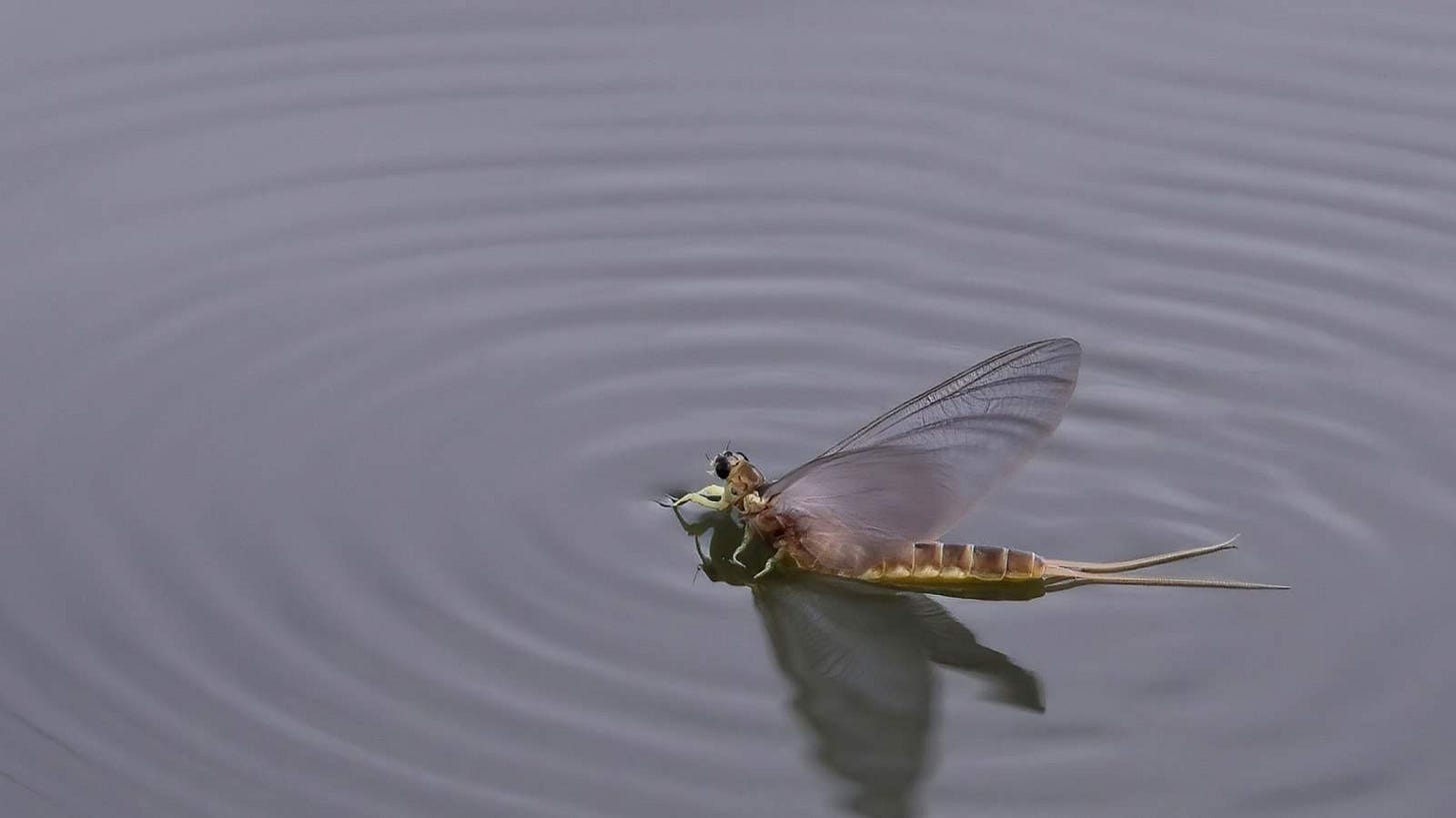 Mayflies: What Are They and How to Get Rid of Them Mayflies: What Are They and How to Get Rid of Them