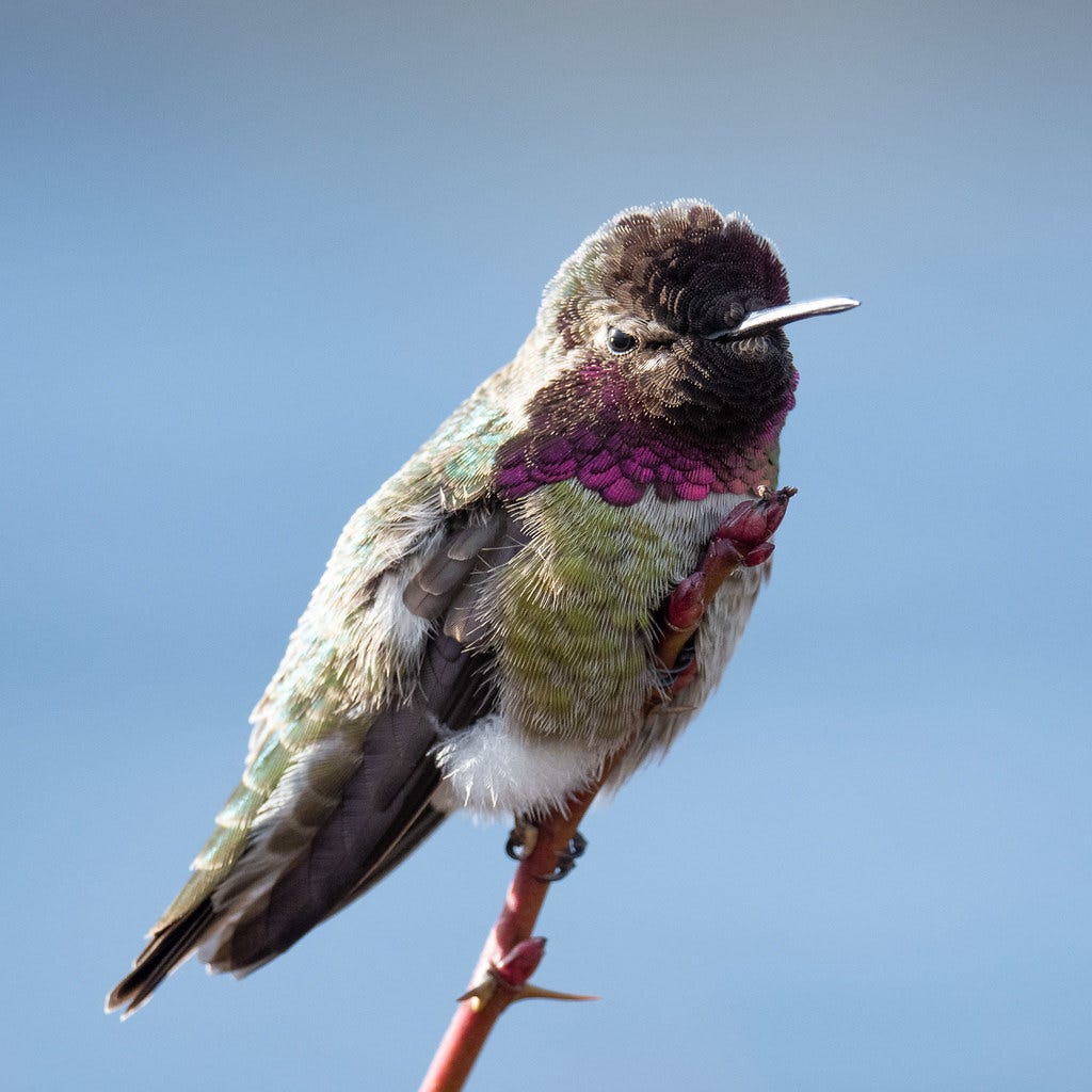 Anna's hummingbird