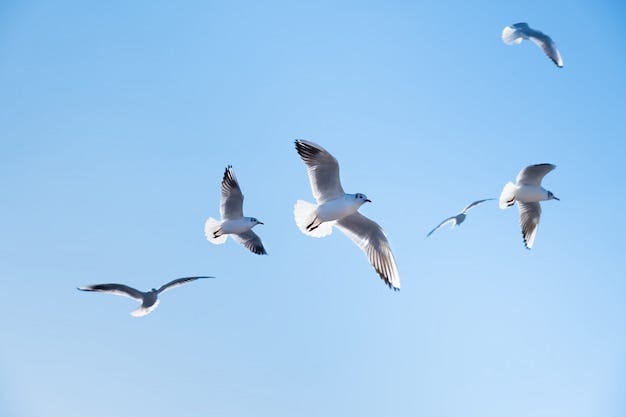 Free photo: Flock of 5 seagulls flying in blue sky Free photo: Flock of 5 seagulls flying in blue sky