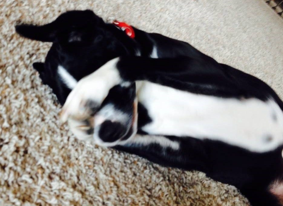 Dog with paws over her face