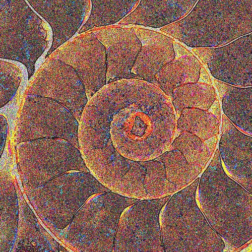Shell floor__001