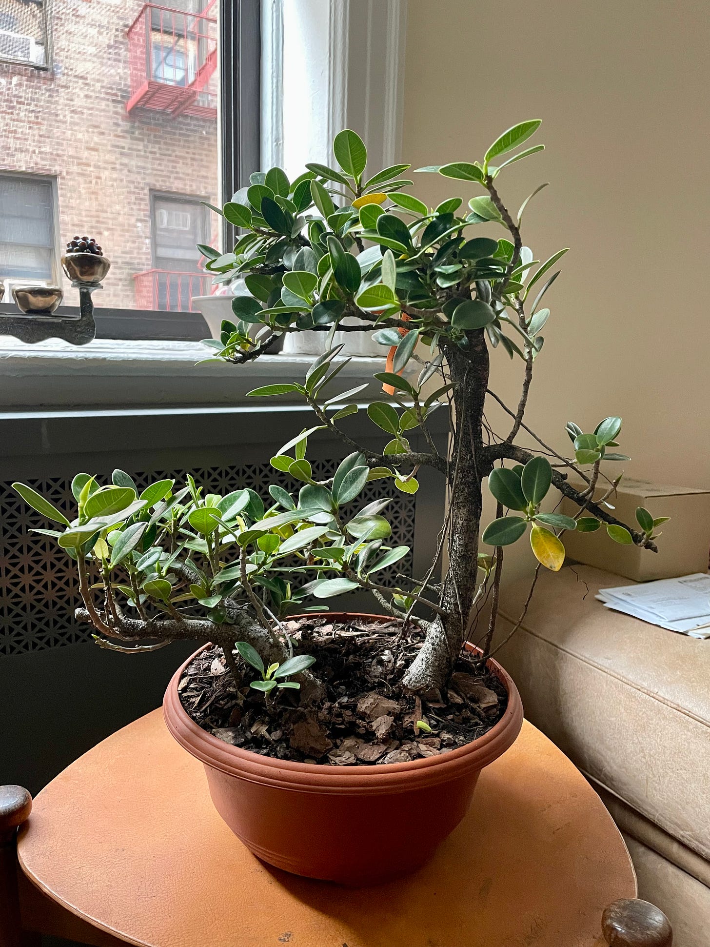 ID: Photo of a twin twunk green island ficus microcarpa