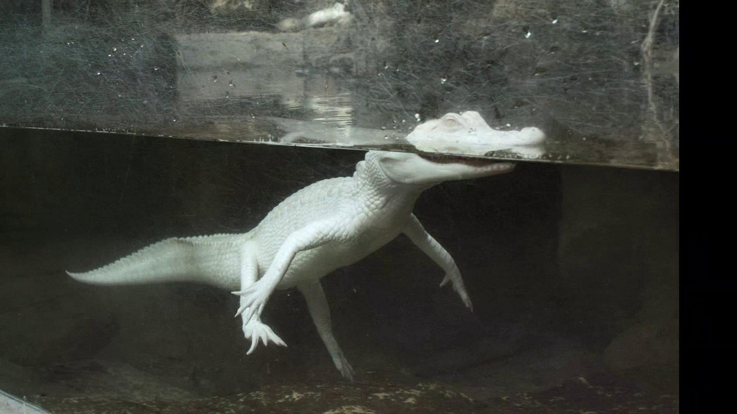 Cave of Forgotten Dreams (2010)