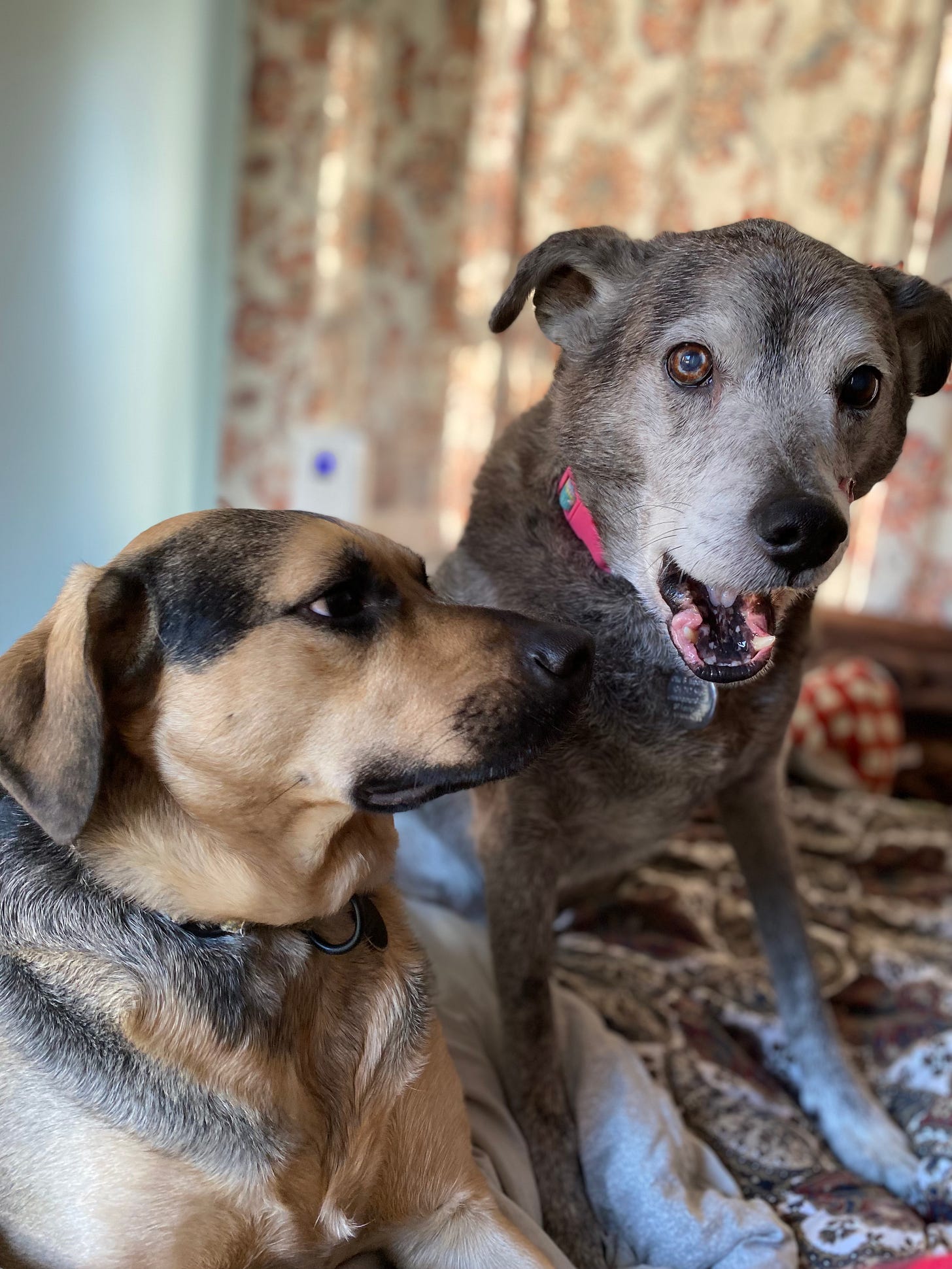 A brown and black young dog looking handsome; and older grey and black dog with his mouth open looking goofy
