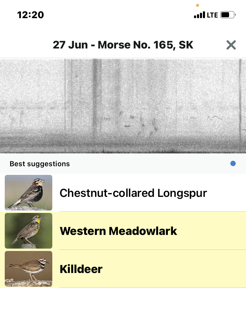 A screengrab from the Merlin birdsong identification app, showing a Chestnut-collared Longspur, a Western Meadowlark and a Killdeer