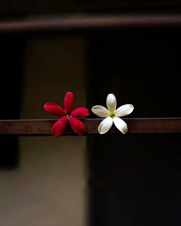 May be an image of Adenium