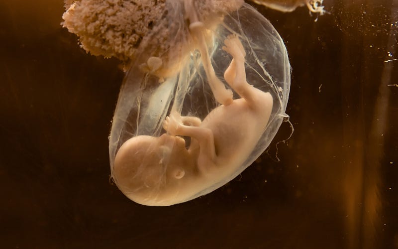 When Does Human Life Actually Begin? Dr Marcus Peter When Does Human Life Actually Begin? Dr Marcus Peter