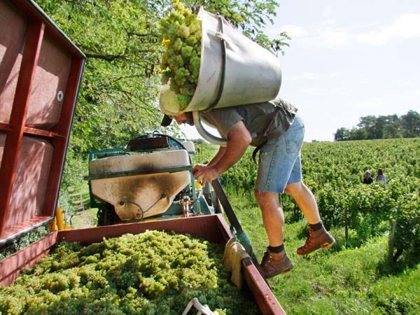 1CRB_harvest_sauvignon_laurent_emptying