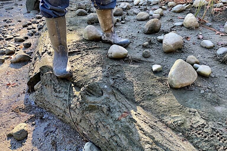 Worker stands on a log pinned down with rebar to trap sediment that will be planted with salt tolerant plants for a 'living shorelines' project on the Blue Hill Peninsula in Maine. Image by Erik Hoffner for Mongabay. Worker stands on a log pinned down with rebar to trap sediment that will be planted with salt tolerant plants for a 'living shorelines' project on the Blue Hill Peninsula in Maine. Image by Erik Hoffner for Mongabay.