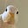A Duck on a Bike's avatar