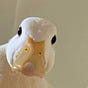 A Duck on a Bike's avatar