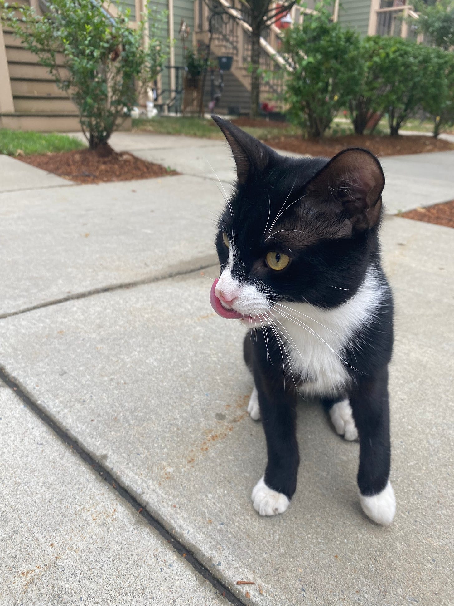 Black and white kitty sitting on the sidewalk, licking his lips.