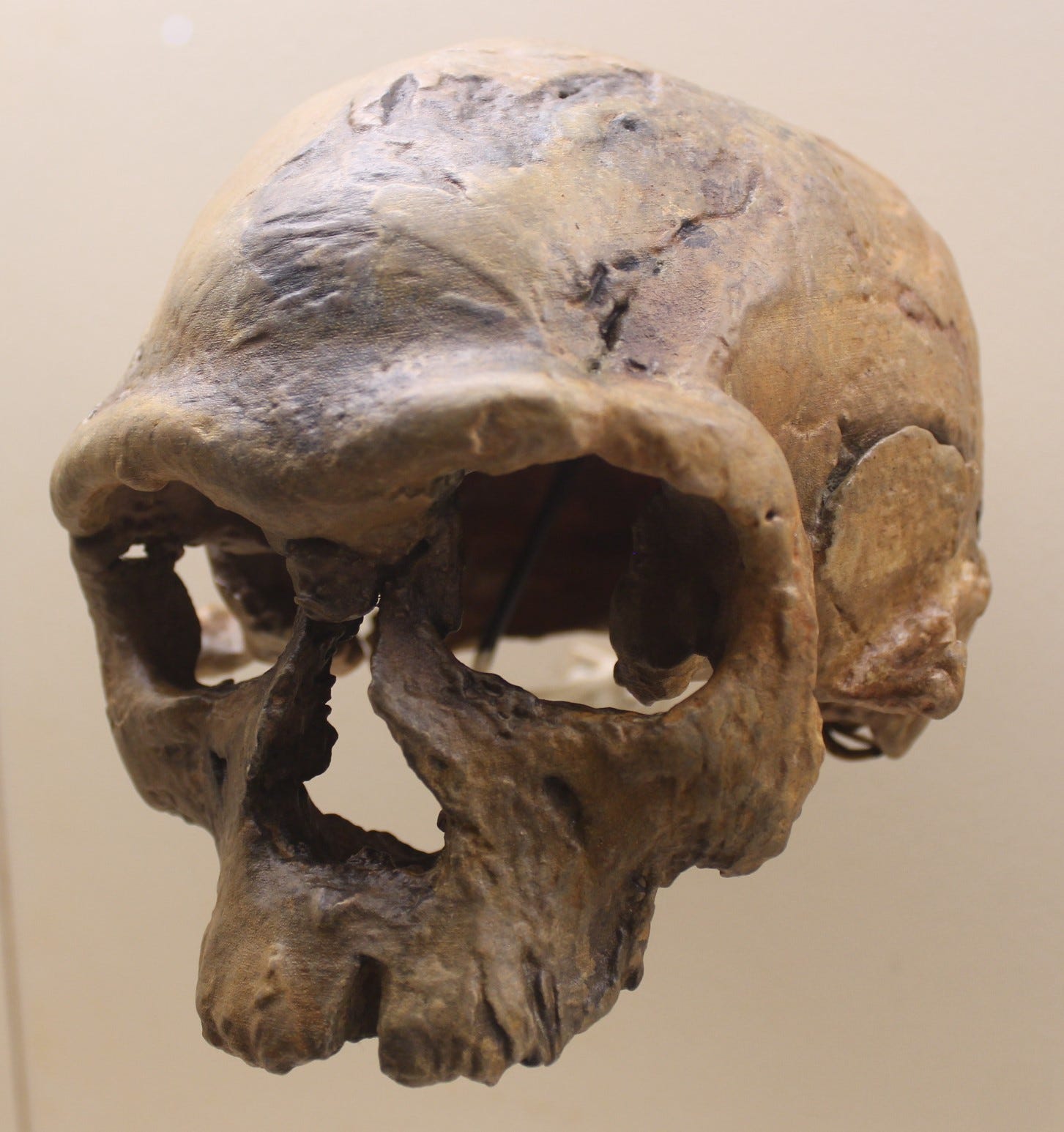 Cast of a Homo sapiens skull from Jebel Irhoud displayed at the Smithsonian National Museum of Natural History.