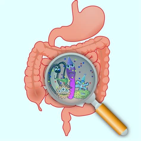 Does Gut Microbiota Manipulate Our Minds? | Biology | Sci-News.com