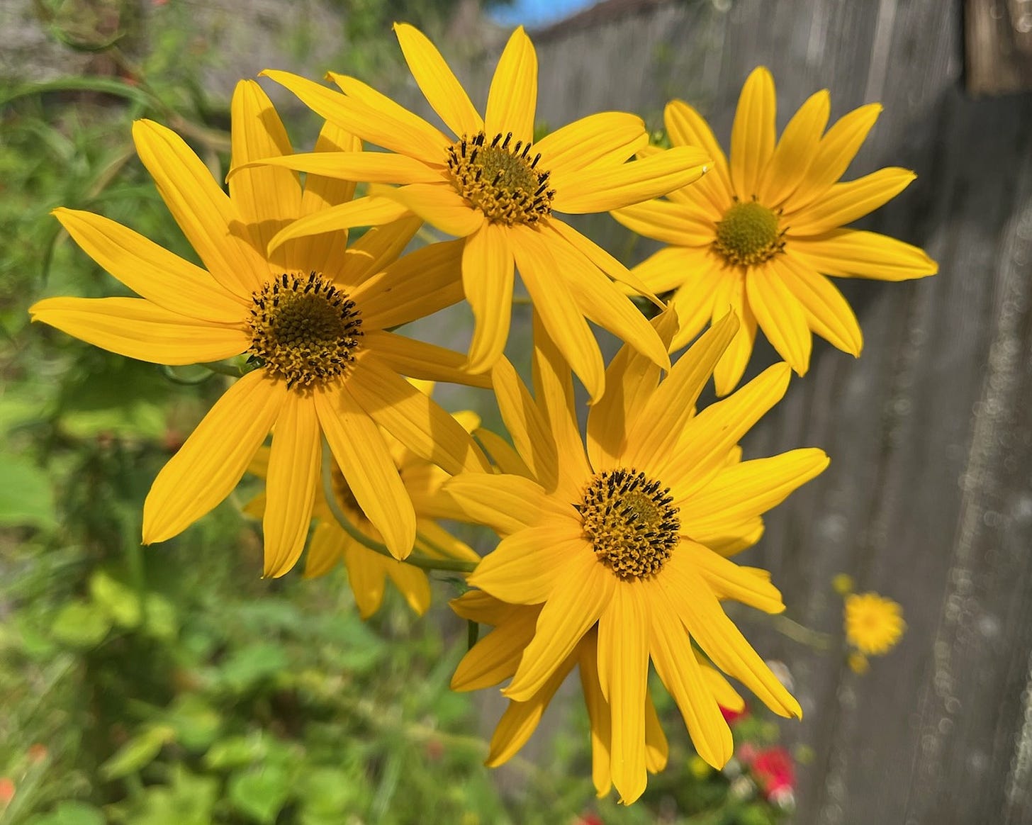 Several dark yellow narrow-leaf sunflowers. The flowers have brown centers and multiple dark yellow petals. The background is a blurry fence and tree