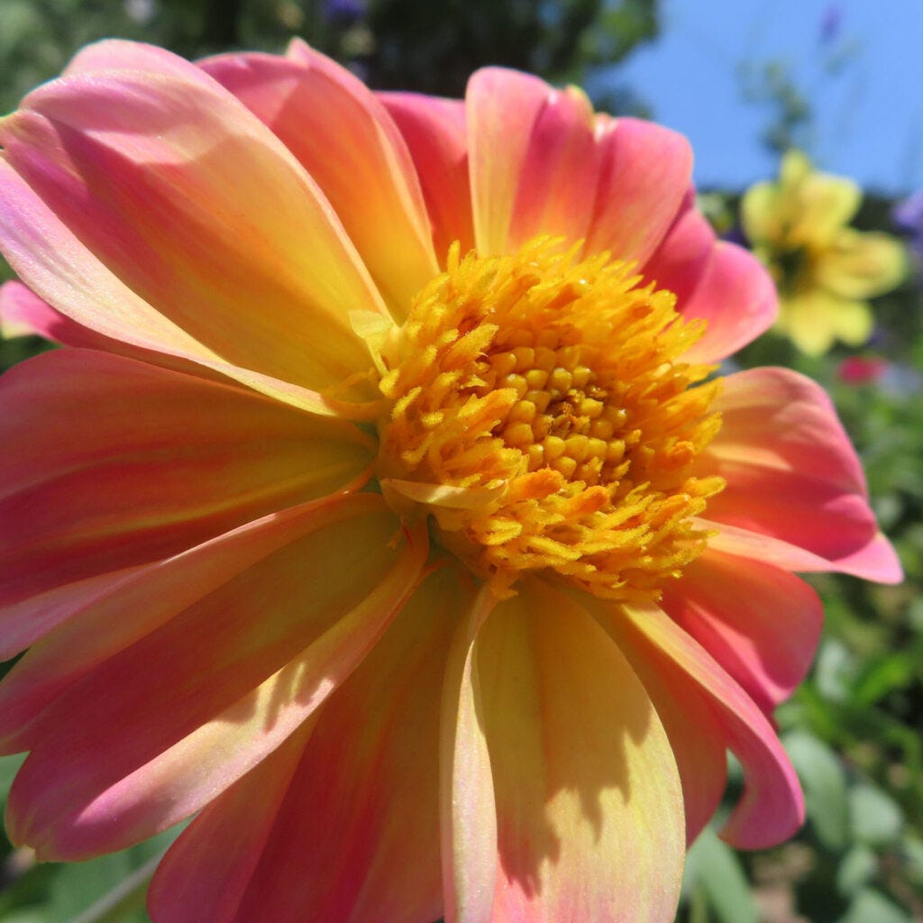 ダリアの花を撮影した無料写真素材